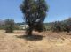 PLAG355 - A small land plot within the village of Lagolio with distant sea views - 3